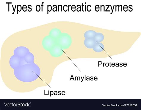 enzimas pancreaticas - funcion de las enzimas